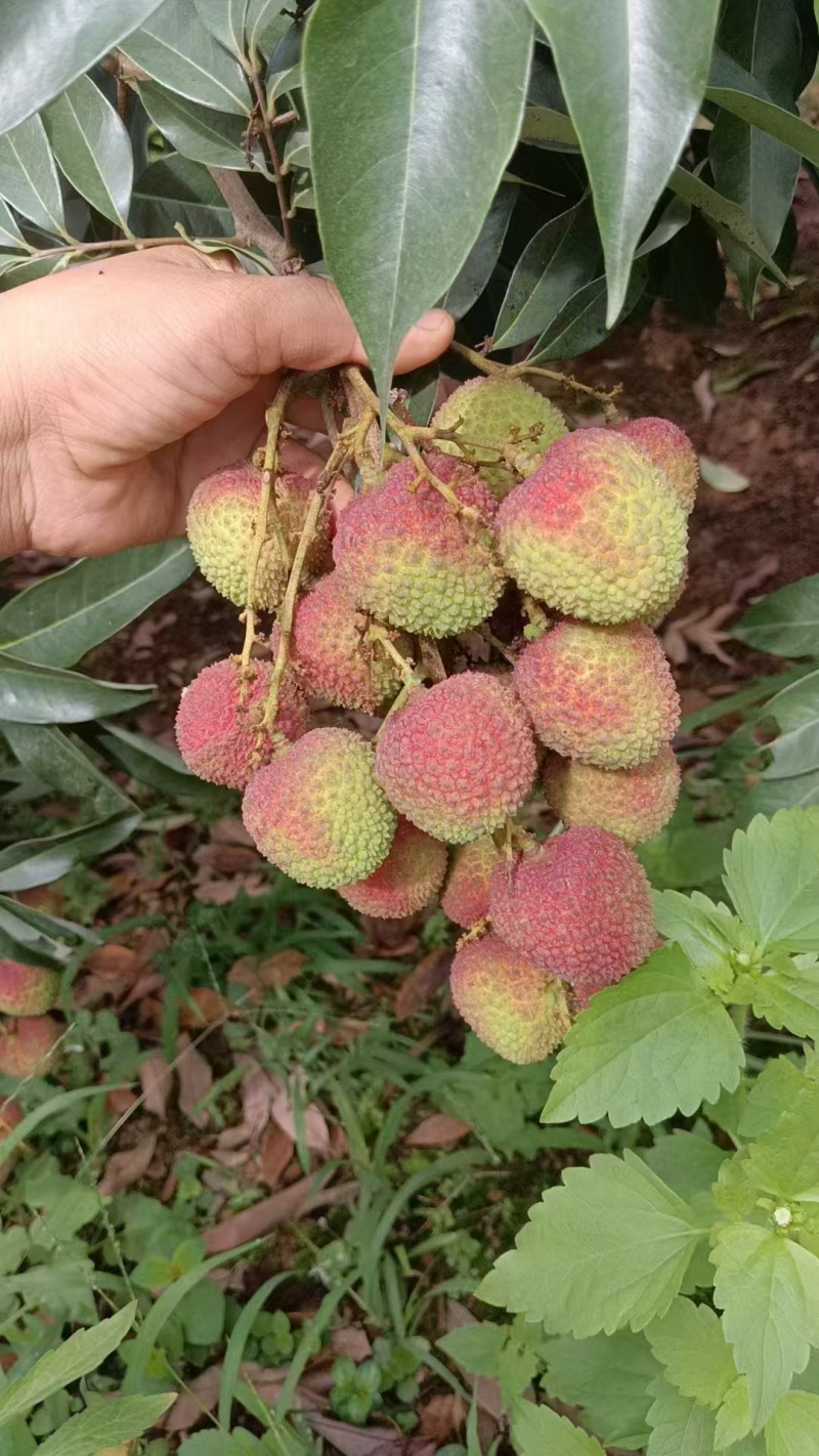 高州精品妃子笑荔枝，大量上市货源充足，个大味甜欢迎选购