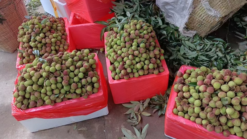 高州精品妃子笑荔枝，大量上市货源充足，个大味甜欢迎选购