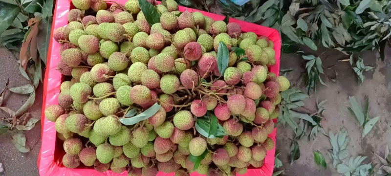 高州精品妃子笑荔枝，大量上市货源充足，个大味甜欢迎选购
