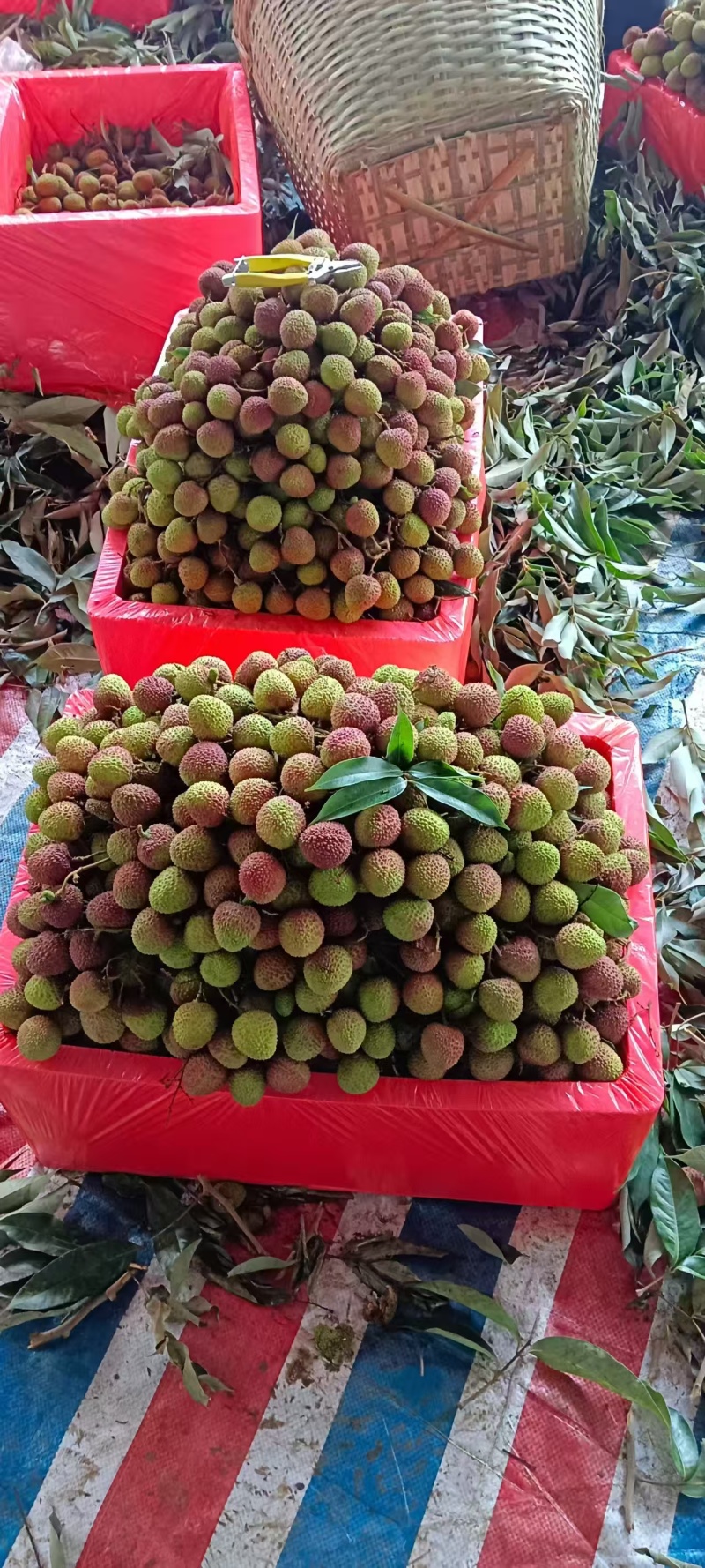 高州精品妃子笑荔枝，大量上市货源充足，个大味甜欢迎选购
