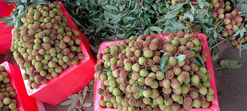 高州精品妃子笑荔枝，大量上市货源充足，个大味甜欢迎选购