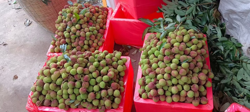 高州精品妃子笑荔枝，大量上市货源充足，个大味甜欢迎选购
