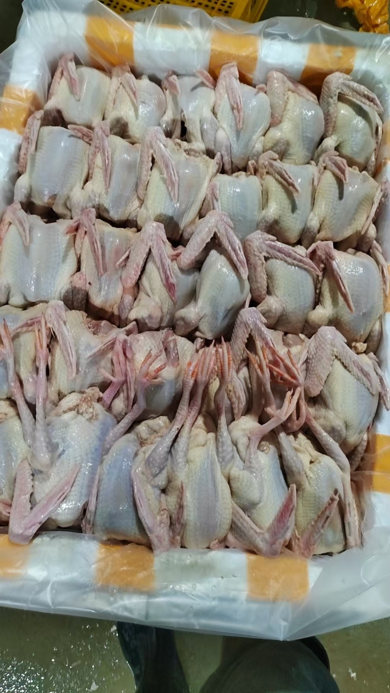 精品全净膛冰鲜乳鸽，红烧盐焗专用一手货源厂家直销质量保证