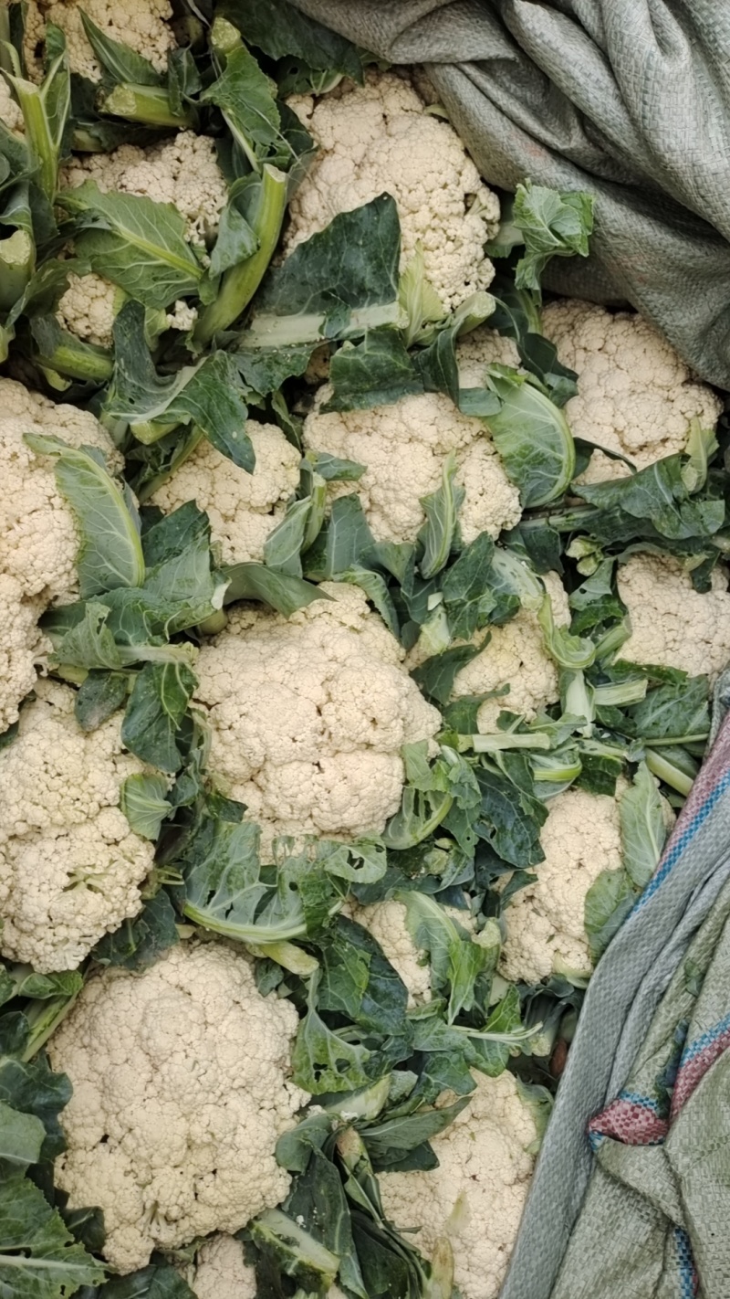 精品松花菜产地发货货源充足稳定，欢迎选购看货