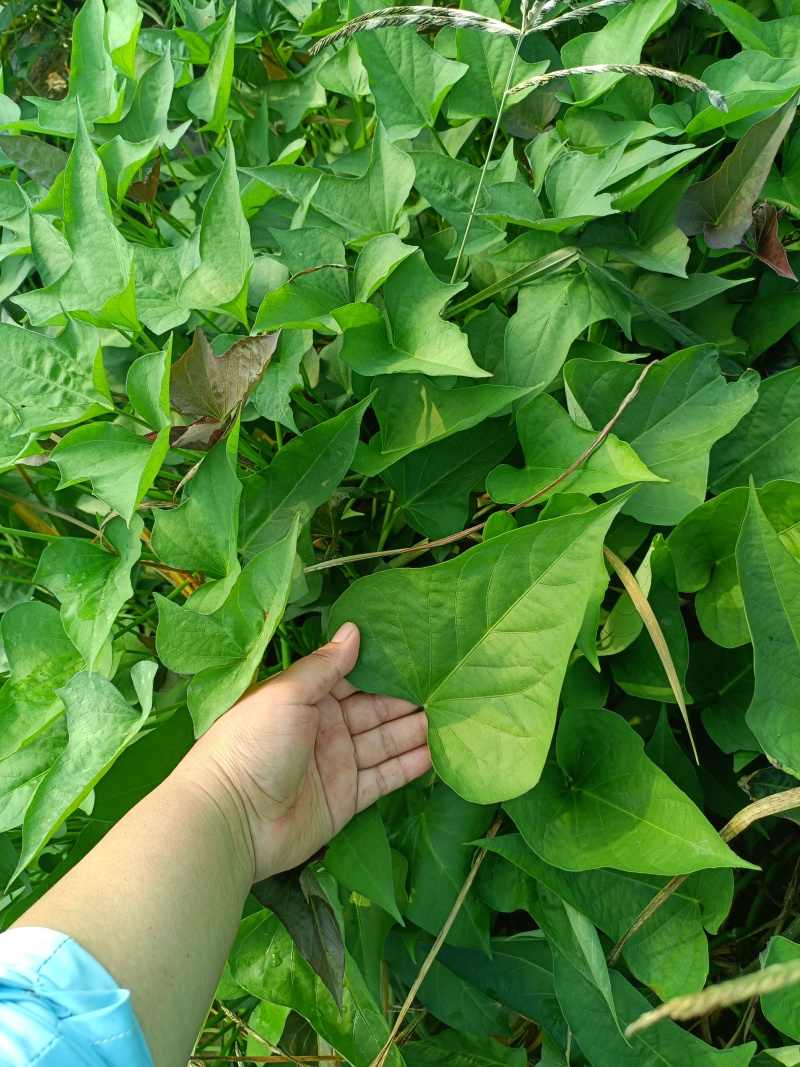 西瓜红大田苗，扩繁苗