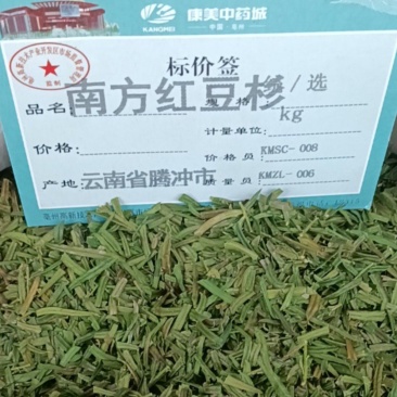 南方红豆杉叶中药材红豆杉大货供应一件包邮