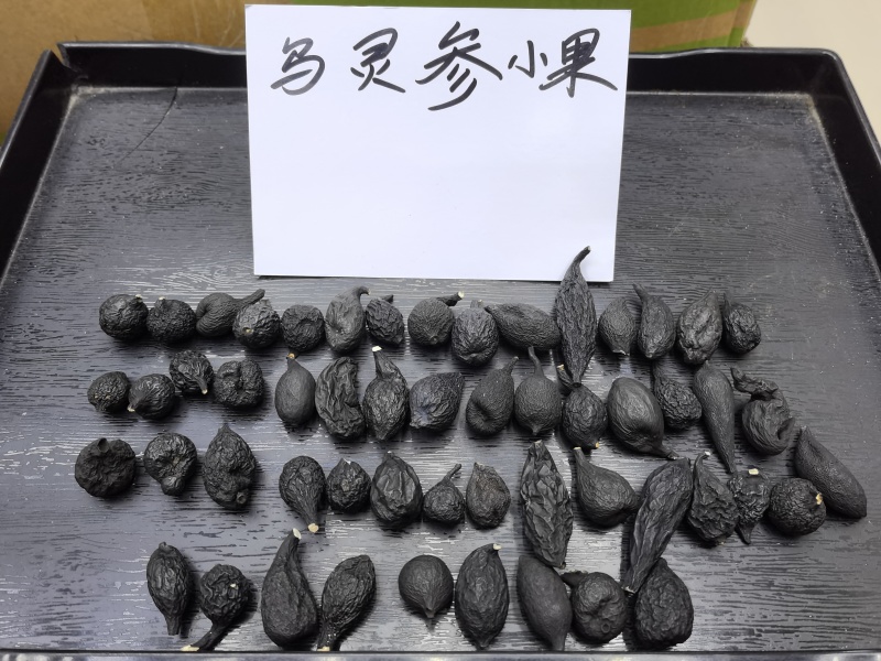 野生乌灵参全国发货品质保障欢迎电话联系
