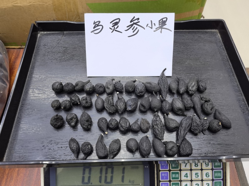 野生乌灵参全国发货品质保障欢迎电话联系