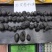 野生乌灵参全国发货品质保障欢迎电话联系