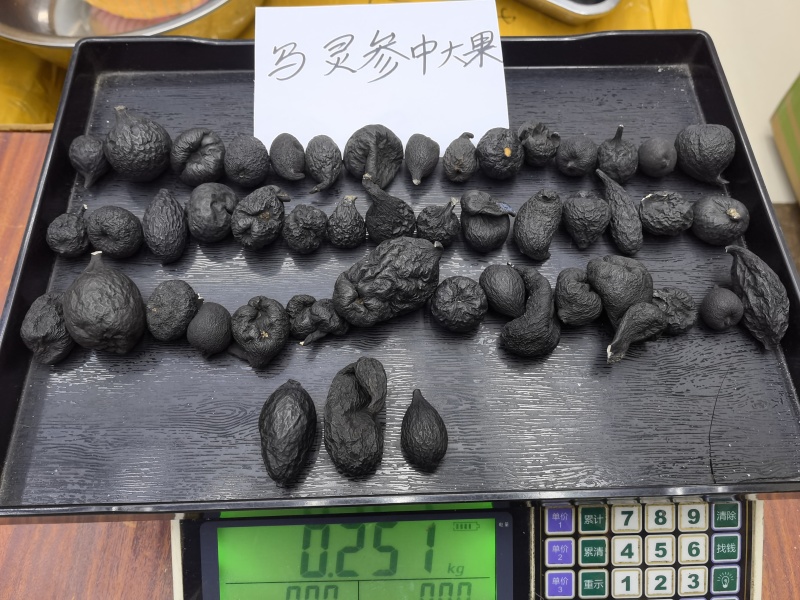 野生乌灵参全国发货品质保障欢迎电话联系