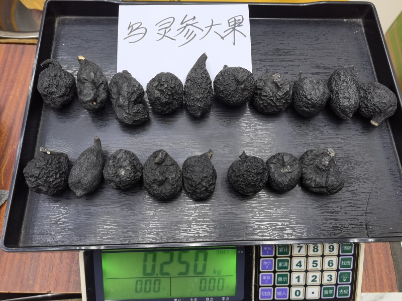 野生乌灵参全国发货品质保障欢迎电话联系