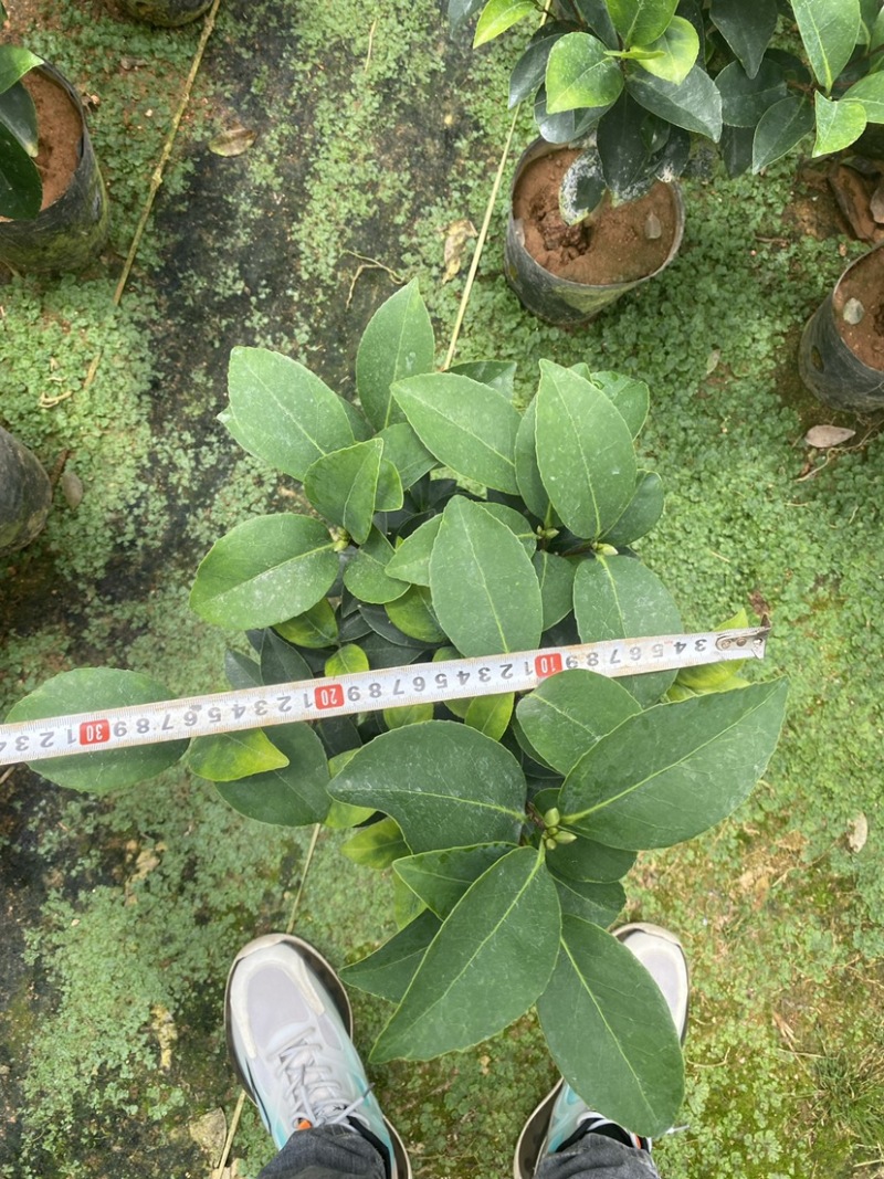四季茶花精品