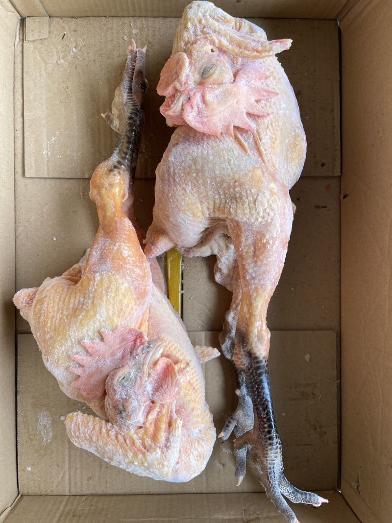 黑凤公鸡