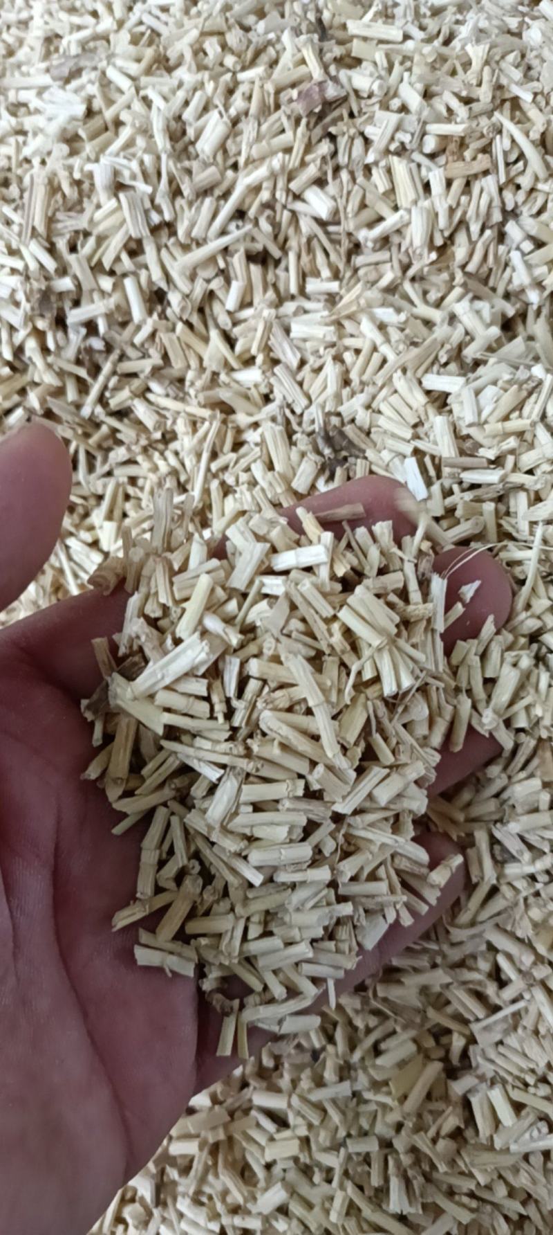 白茅根米中药材茅根大货供应
