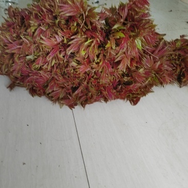 ***香椿芽