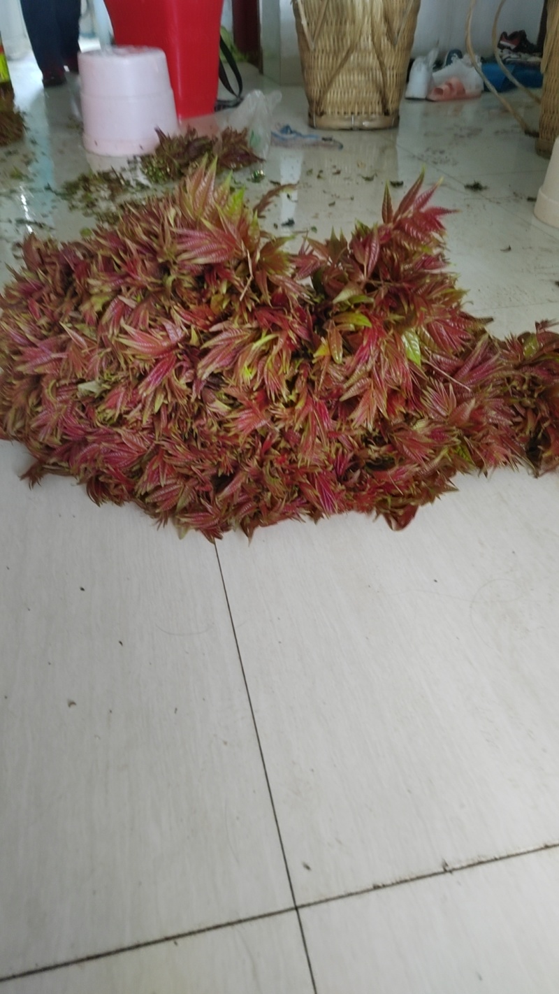 ***香椿芽
