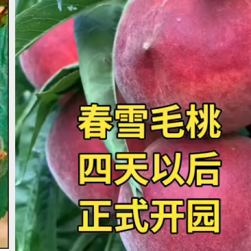威县春雪桃，马上大量上市，需要的老板提前联系