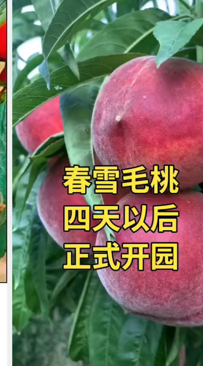 威县春雪桃，马上大量上市，需要的老板提前联系