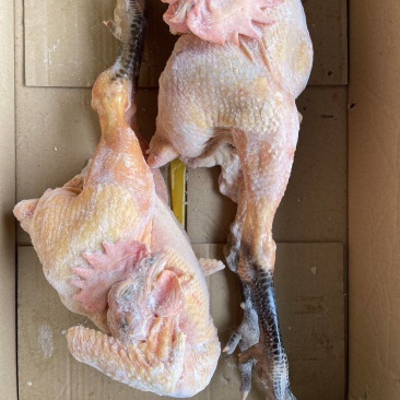 黑凤公鸡