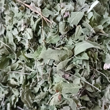 罗布麻叶中药材罗布麻大货供应一件包邮