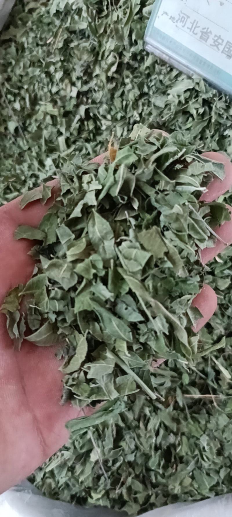 罗布麻叶中药材罗布麻大货供应一件包邮