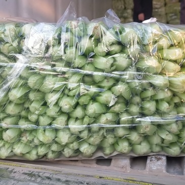 曹县本地精品上海青小油菜