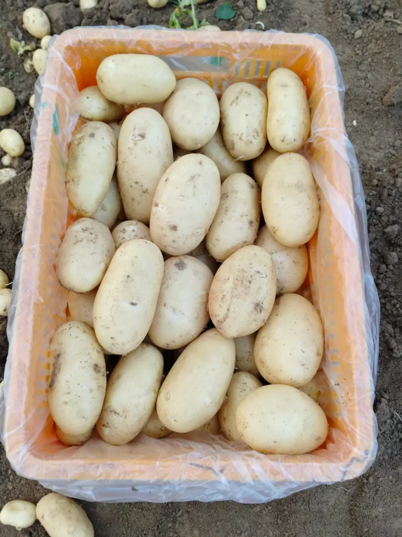 沃土5号新土豆南阳沃土5/黄皮黄心/产地现挖/大吨位供应
