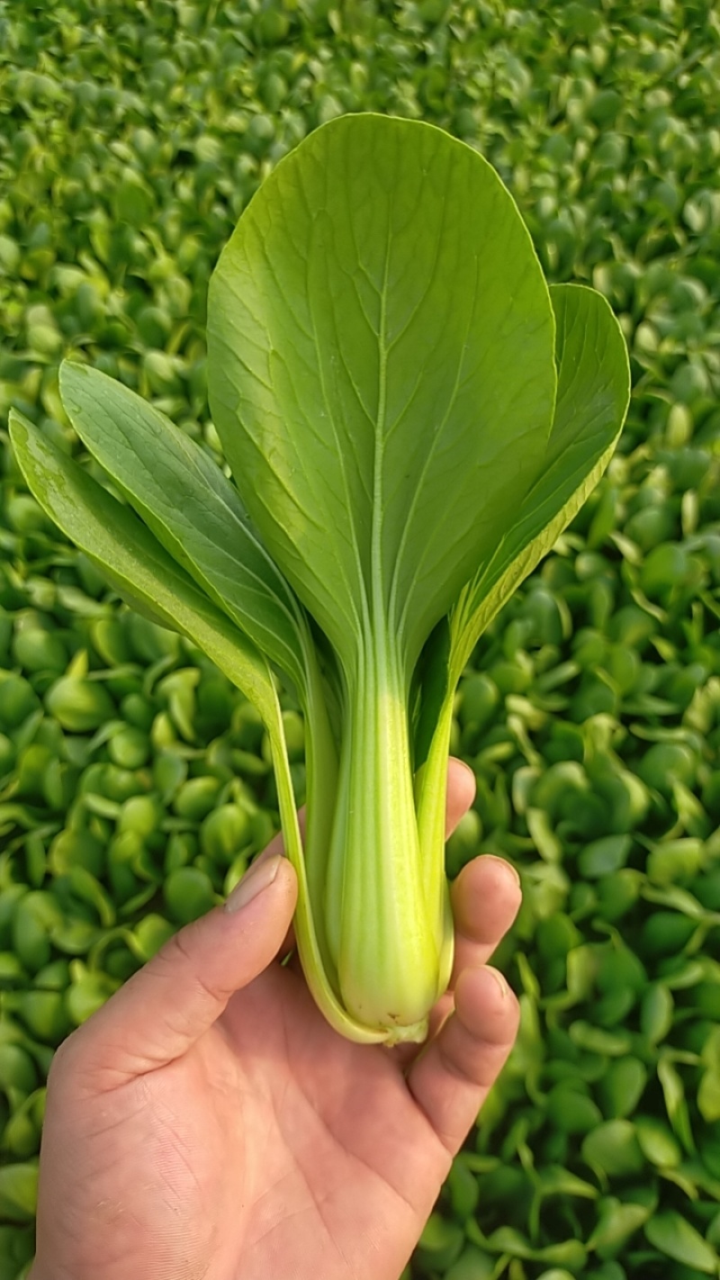 曹县本地精品上海青小油菜