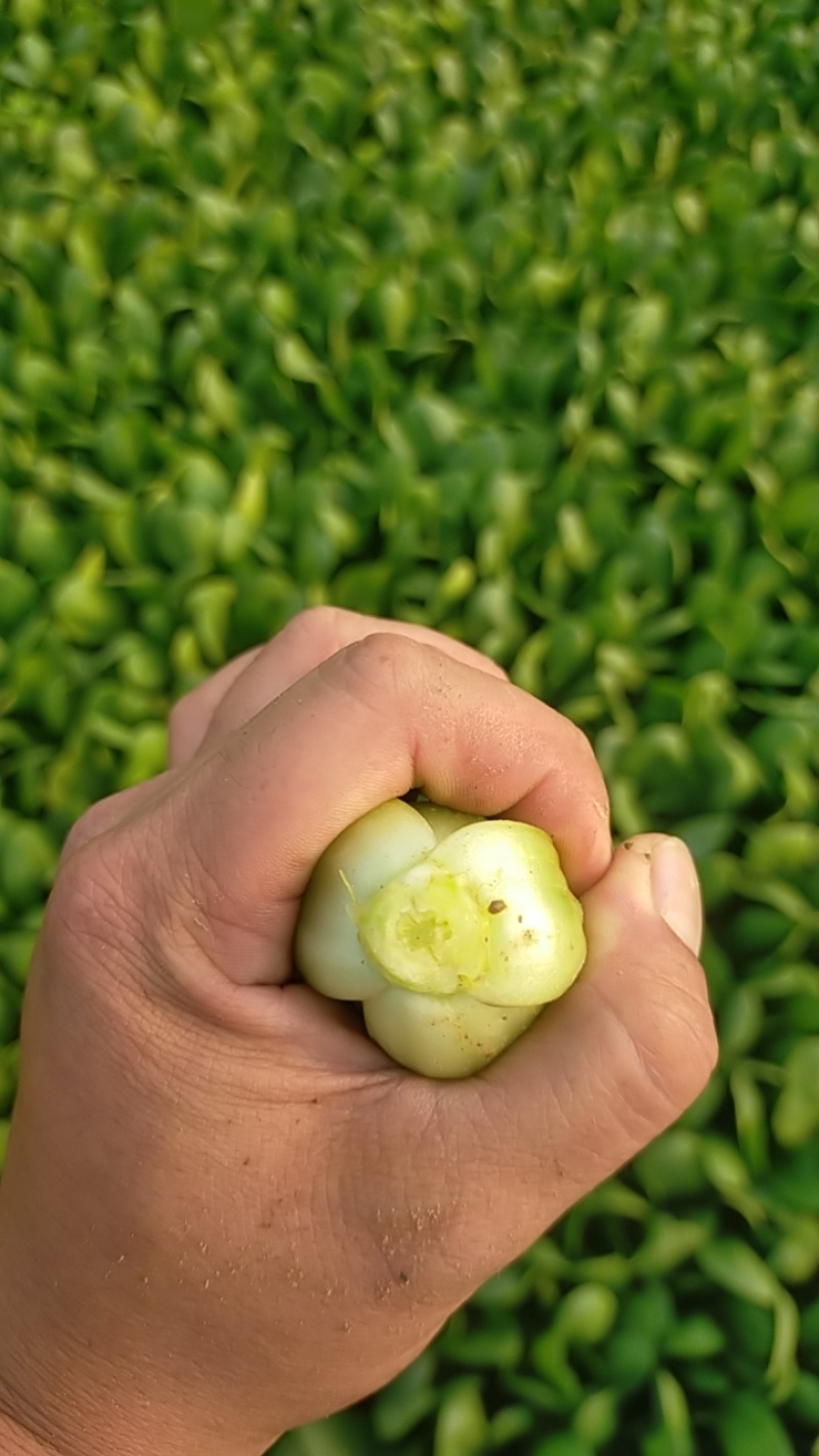 曹县本地精品上海青小油菜