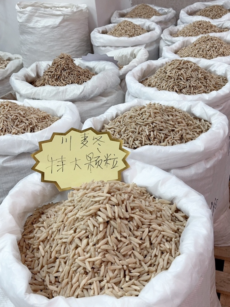 【精选】四川绵阳三台精品道地川麦冬种植户直卖可视频看货