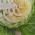 甘蓝主产区，聊城甘蓝，包菜，大量上市，质优价美，支持全国