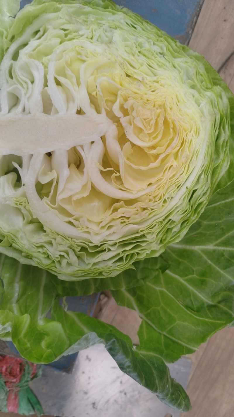 甘蓝主产区，聊城甘蓝，包菜，大量上市，质优价美，支持全国
