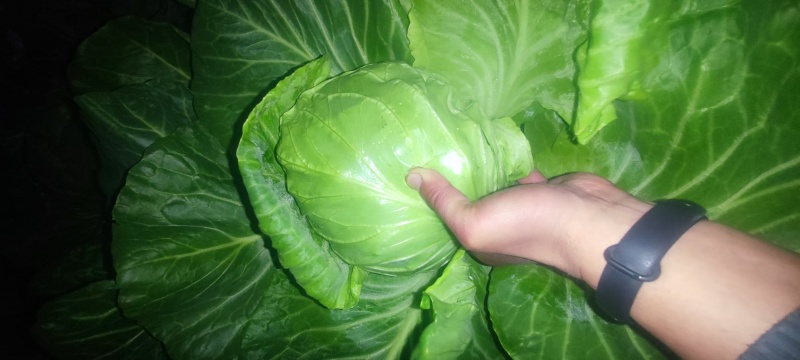 甘蓝主产区，聊城甘蓝，包菜，大量上市，质优价美，支持全国
