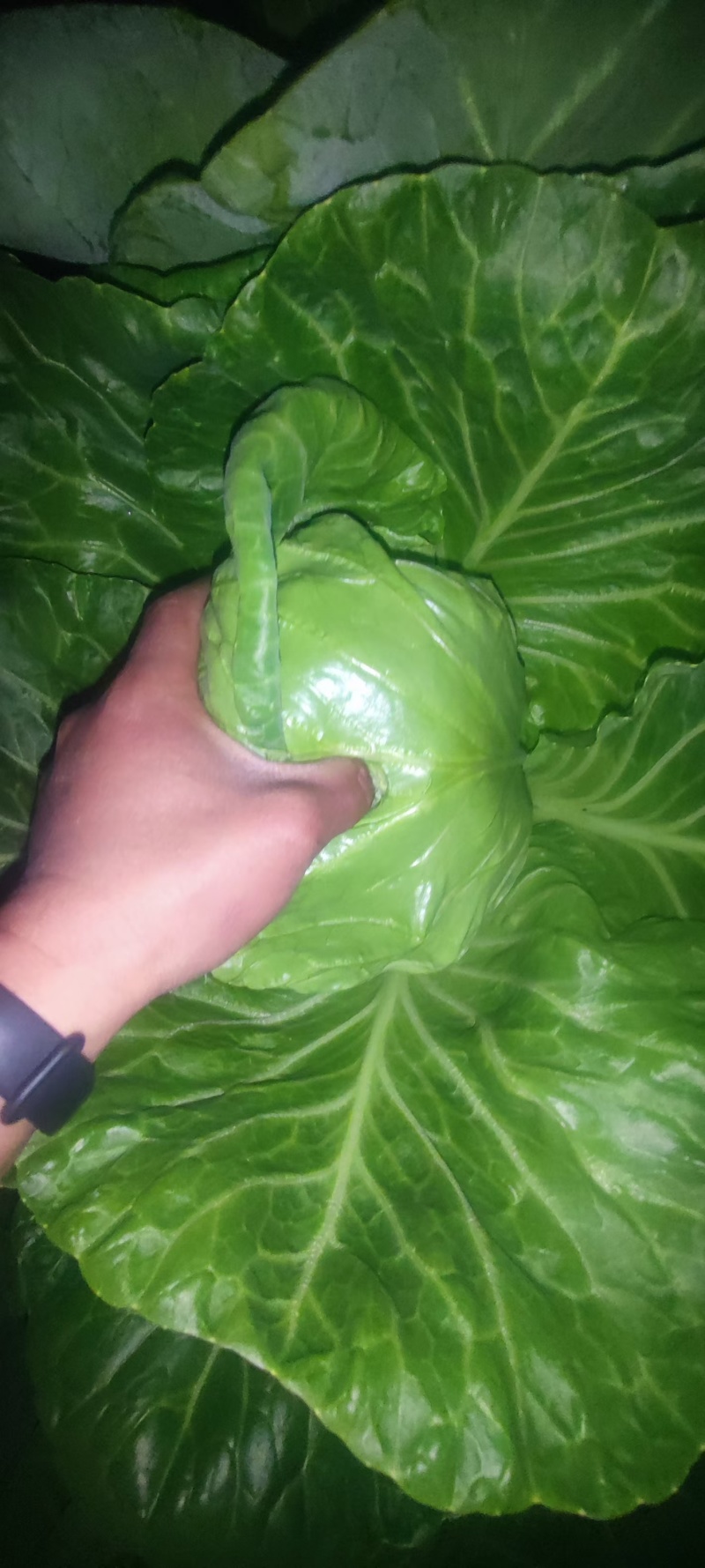 甘蓝主产区，聊城甘蓝，包菜，大量上市，质优价美，支持全国