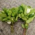栀子花鲜切花