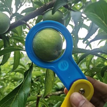 蜂糖李提前预售寻找采购商