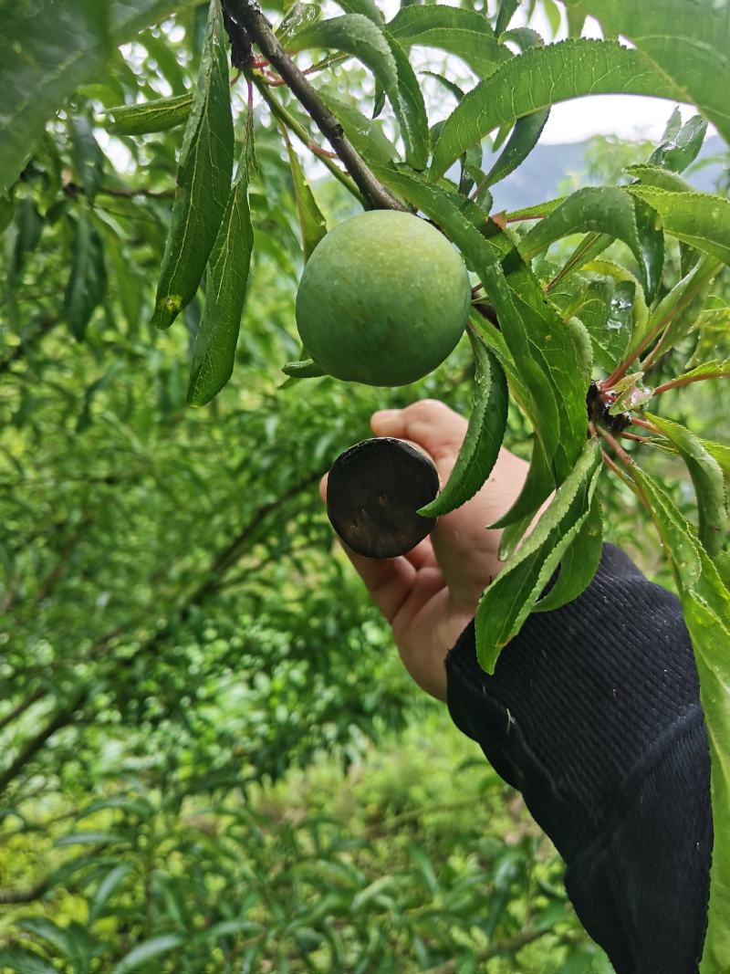 蜂糖李提前预售寻找采购商