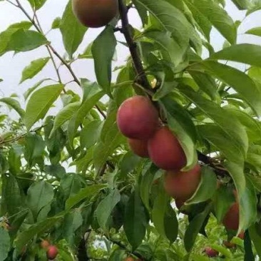 河南灵宝优质李子