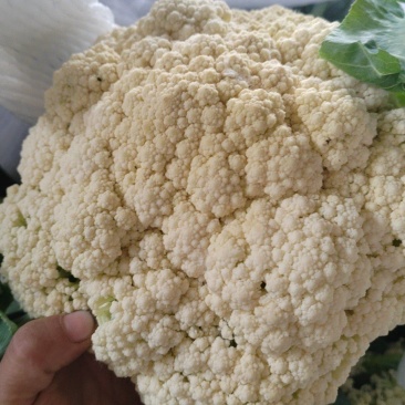 有机花，松花菜，花菜，聊城产地直发，支持各种包装，代收代