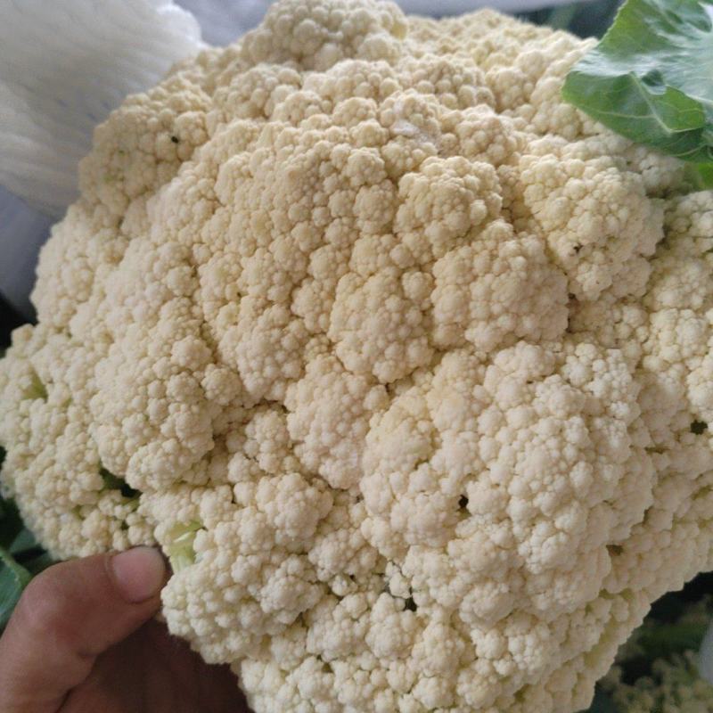 有机花，松花菜，花菜，聊城产地直发，支持各种包装，代收代