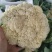 有机花，松花菜，花菜，聊城产地直发，支持各种包装，代收代