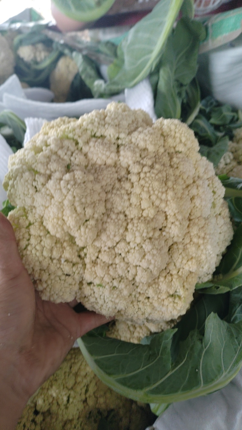 有机花，松花菜，花菜，聊城产地直发，支持各种包装，代收代