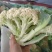有机花，松花菜，花菜，聊城产地直发，支持各种包装，代收代