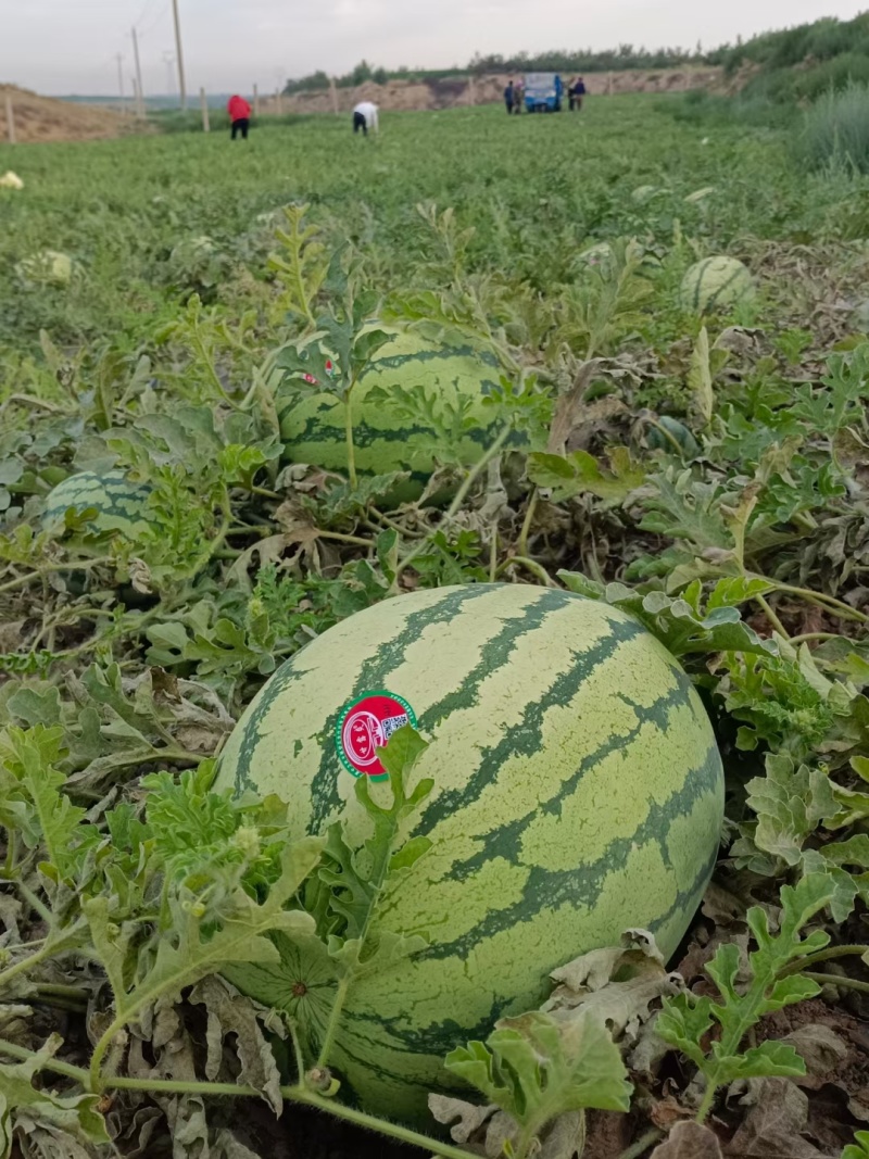 精品金城5号西瓜口感好，皮毛亮甜度13+
