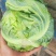 甘蓝包菜