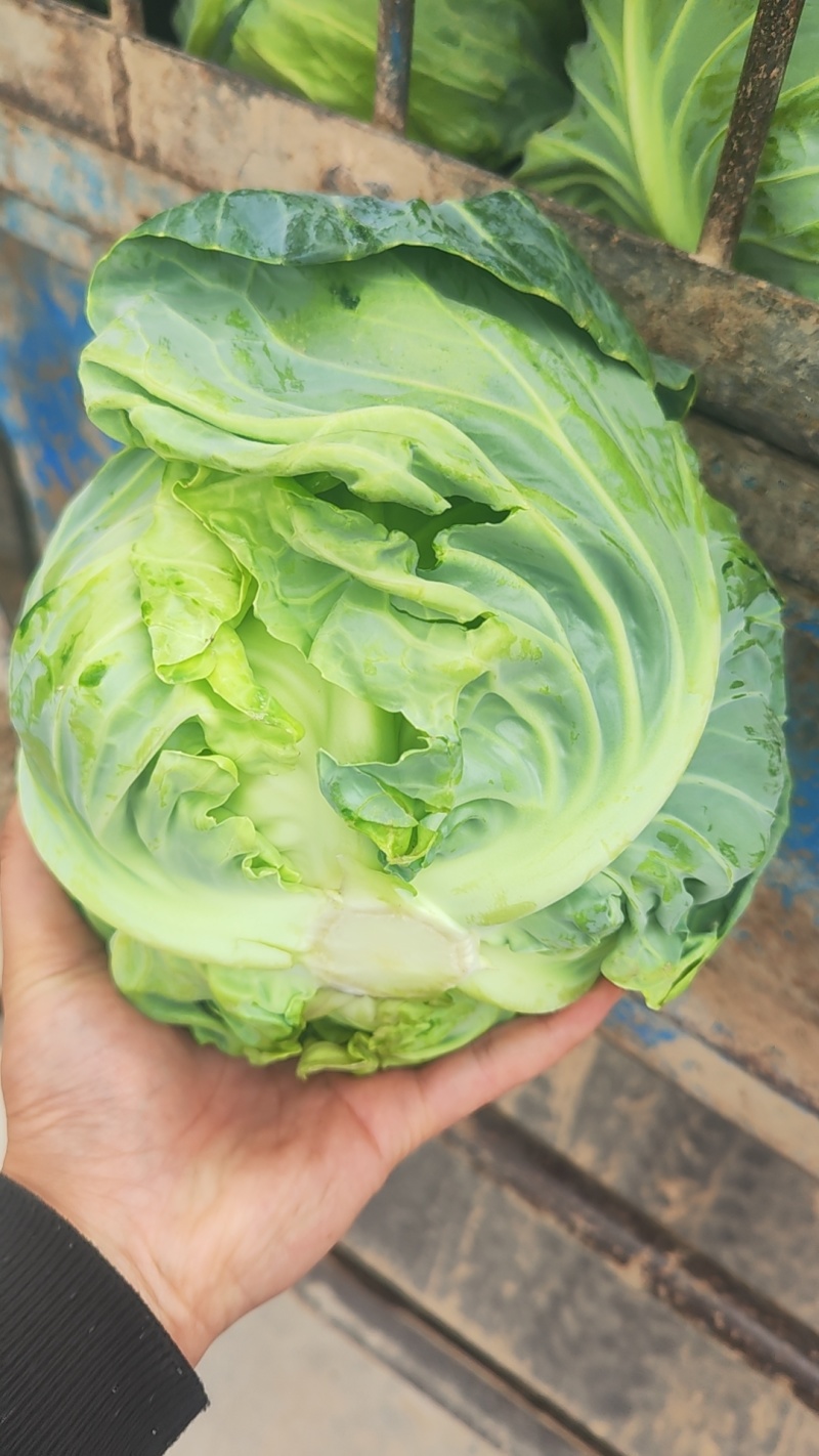 甘蓝包菜
