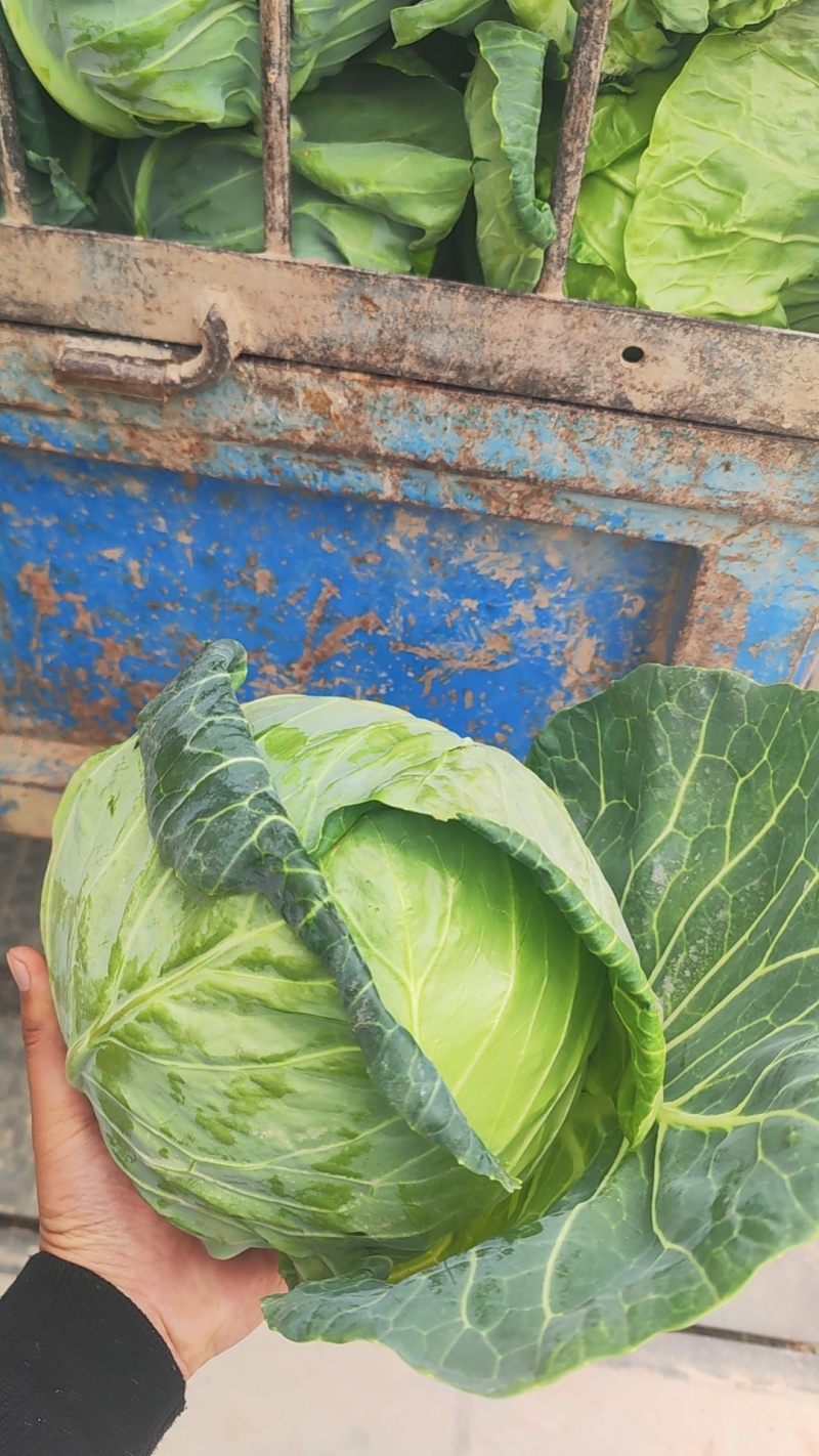 甘蓝包菜