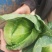 甘蓝包菜