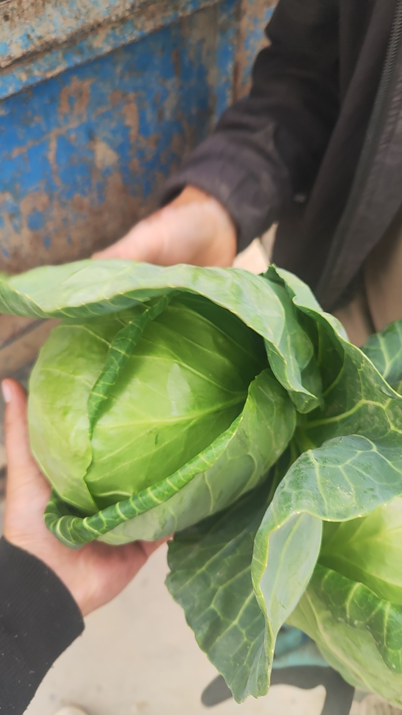 甘蓝包菜