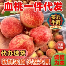 一件代发河南朱砂红血桃对接电商新鲜采摘桃子代办选货